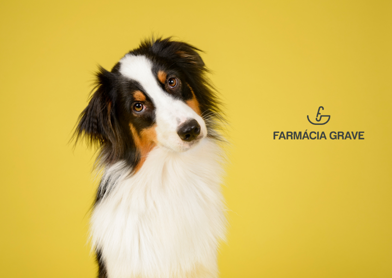 Primeiros Socorros nos Animais de Estimação